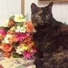 themaddcatter
